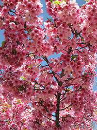 Prunus campanulata, Taiwan Cherry, Formosan Cherry

Click to see full-size image