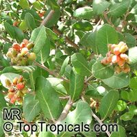 Rhus integrifolia, Lemonade Berry, Lemonade Sumac

Click to see full-size image