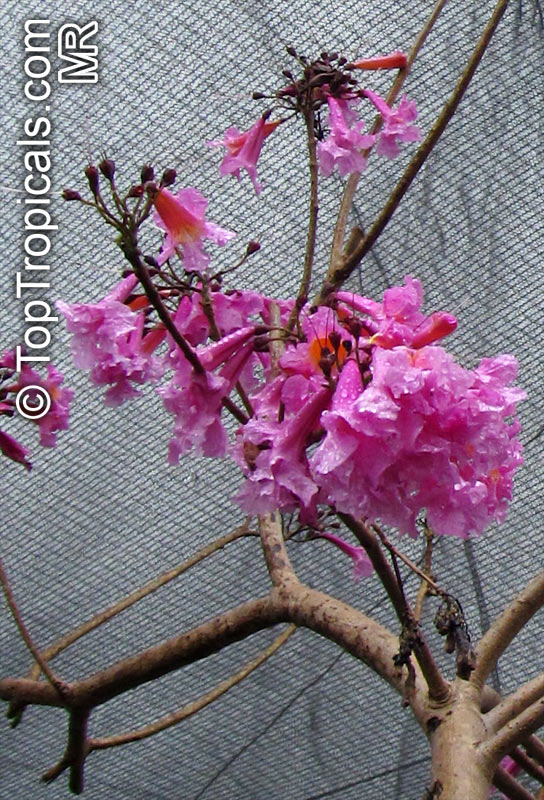 Tabebuia impetiginosa, Handroanthus heptaphyllus, Dwarf Pink Tabebuia, Ant Wood