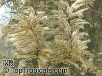 Tamarix sp., Tamarisk, Athel tree, Salt Cedar

Click to see full-size image