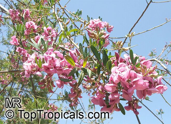 Virgilia oroboides, Virgilia capensis, Blossom tree, Cape Lilac