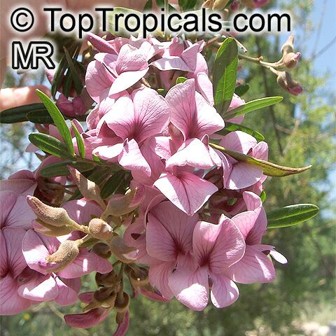 Virgilia oroboides, Virgilia capensis, Blossom tree, Cape Lilac