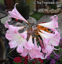 Amaryllis belladonna, Callicore rosea, Belladonna Lily, March Lily, Naked Lady

Click to see full-size image
