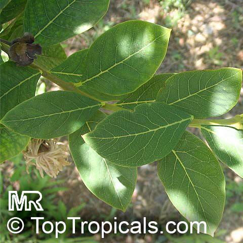 Dais cotinifolia, Pompon tree, Pincushion tree, Kannabast
