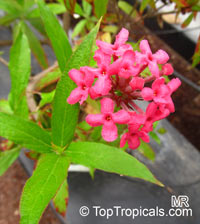 Rondeletia leucophylla, Arachnothryx leucophylla, Panama Rose, Bush Pentas

Click to see full-size image