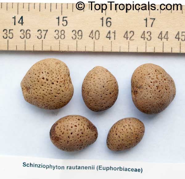 Schinziophyton rautanenii, Ricinodendron rautanenii, Manketti Tree, Mongongo Nut, Feather Weight Tree