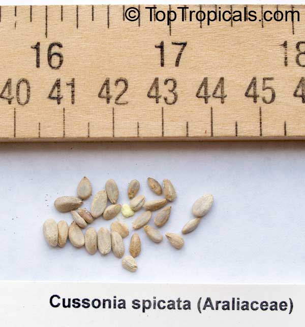 Cussonia spicata, Common Cabbage Tree, Kiepersol. Cussonia spicata seeds