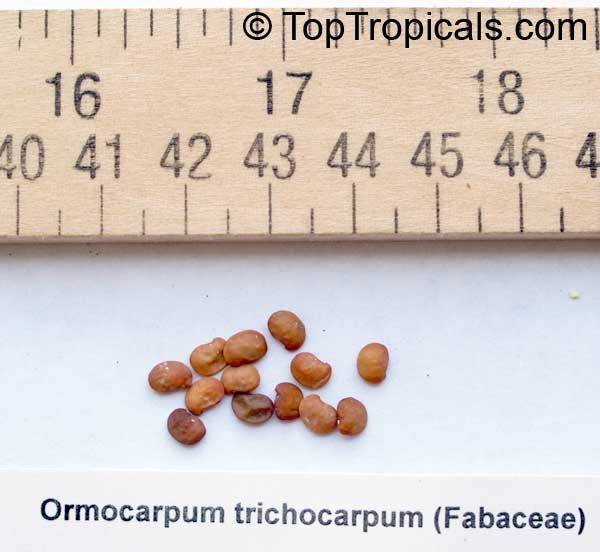 Ormocarpum trichocarpum, Ormocarpum setosum , Caterpillar Bush, Hairy Catterpillar 