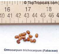Ormocarpum trichocarpum, Ormocarpum setosum , Caterpillar Bush, Hairy Catterpillar 

Click to see full-size image