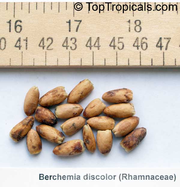 Berchemia sp., Pink Ivory, Red Ivory . Berchemia discolor seeds