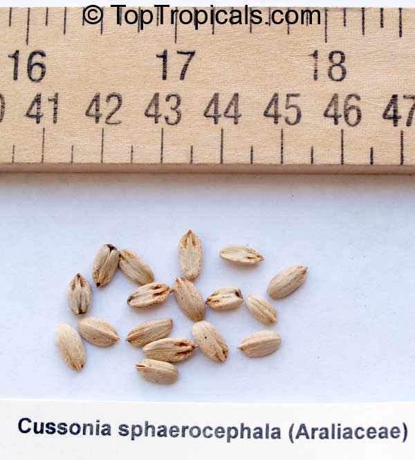 Cussonia sp., Cabbage Tree. Cussonia sphaerocephala seeds