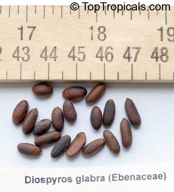 Diospyros sp., Persimmon. Diospyros glabra seeds
