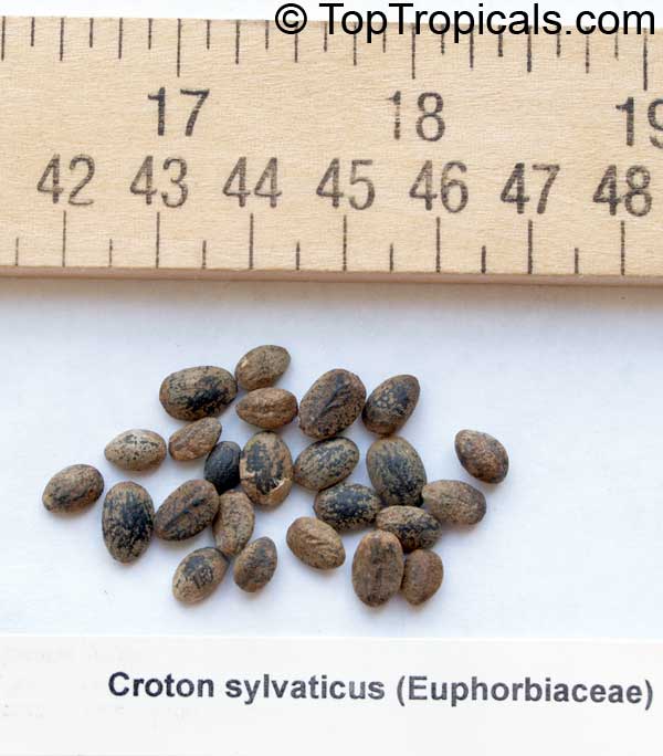 Croton sylvaticus, Forest Fever Berry, Woodland Croton. Croton sylvaticus seeds