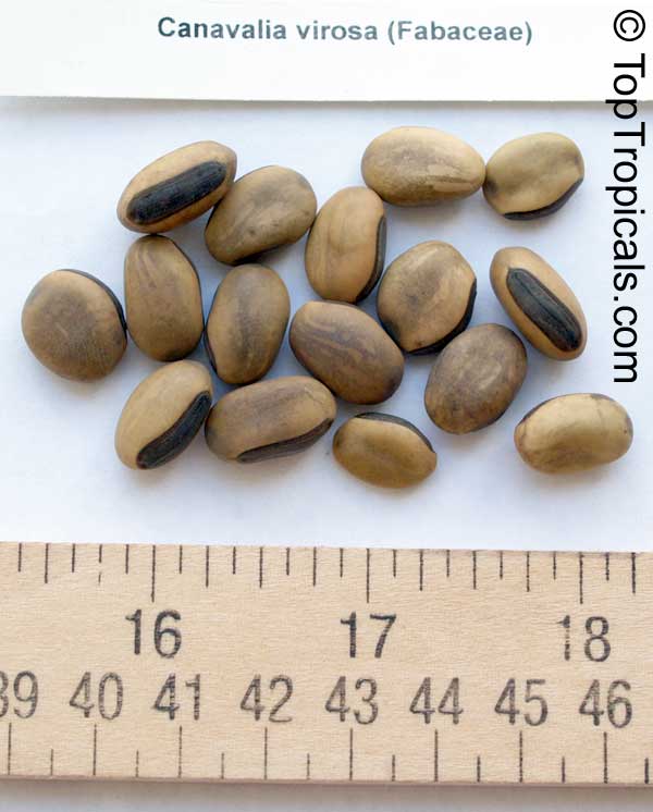 Canavalia sp., Magic Bean, Kaattuthambattan, Beach Bean, Seaside Bean, Jackbean