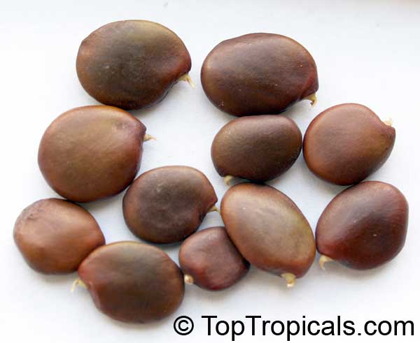 Baphia massaiensis, Jasmine Pea, Sand Camwood . Baphia massaiensis seeds