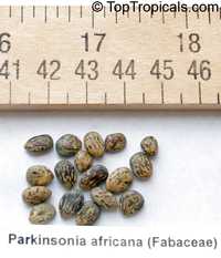 Parkinsonia sp., Cercidium sp., Palo Verde

Click to see full-size image