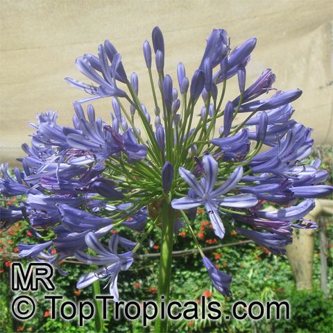 Agapanthus sp., African Lily