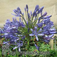 Agapanthus sp., African Lily

Click to see full-size image