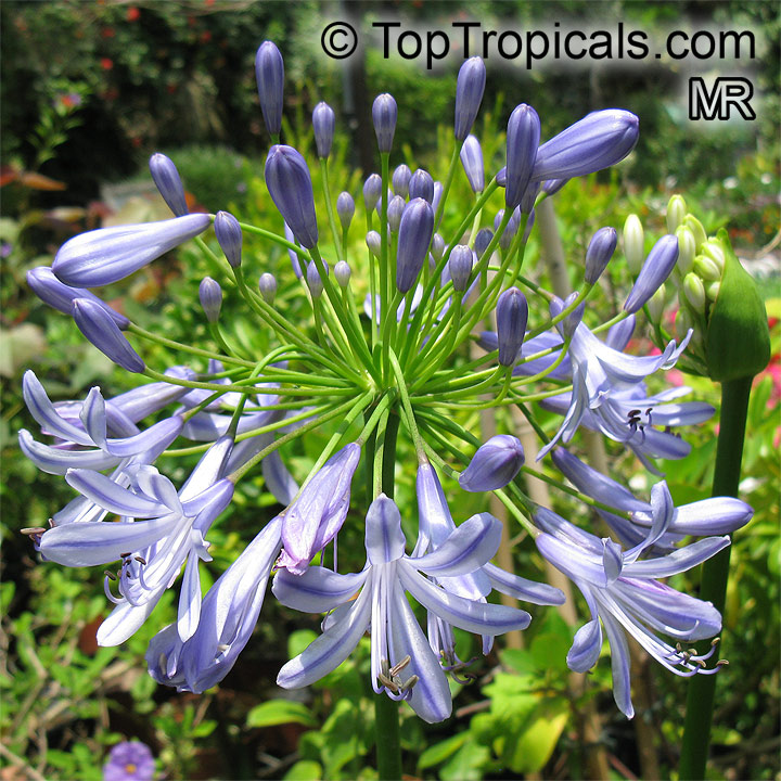 Agapanthus sp., African Lily