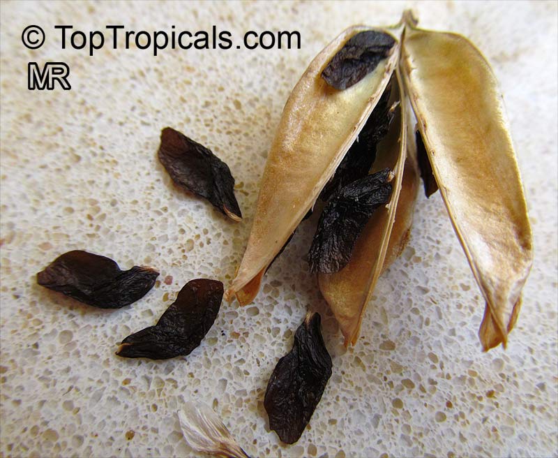 Agapanthus sp., African Lily. Agapanthus seeds