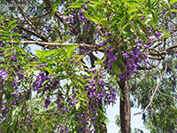 Bolusanthus speciosus, Tree Wisteria, Vanwykshout, Mogaba

Click to see full-size image