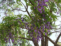 Bolusanthus speciosus, Tree Wisteria, Vanwykshout, Mogaba

Click to see full-size image