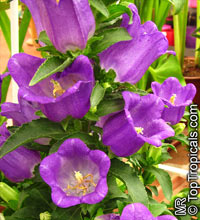 Campanula sp., Bellflower

Click to see full-size image