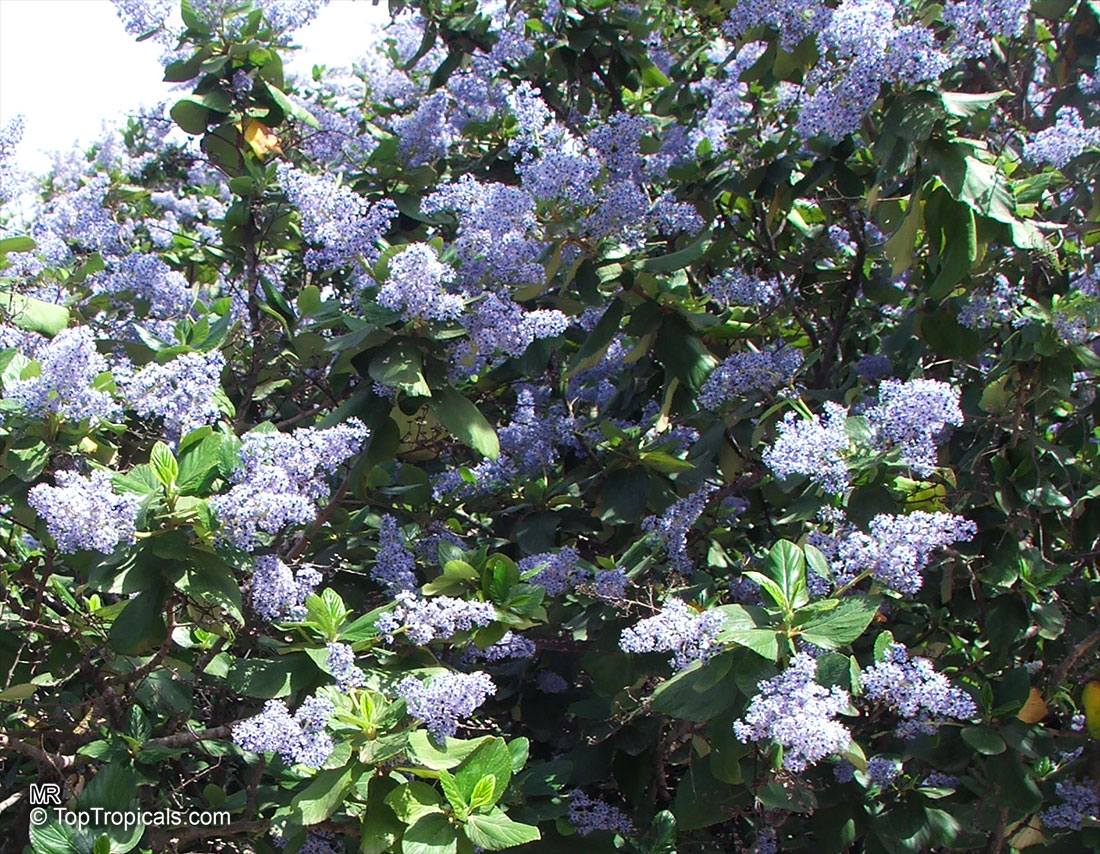 Ceanothus arboreus, Felt Leaf Ceanothus, California lilac, Tree Ceanothus