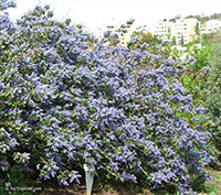 Ceanothus arboreus, Felt Leaf Ceanothus, California lilac, Tree Ceanothus

Click to see full-size image