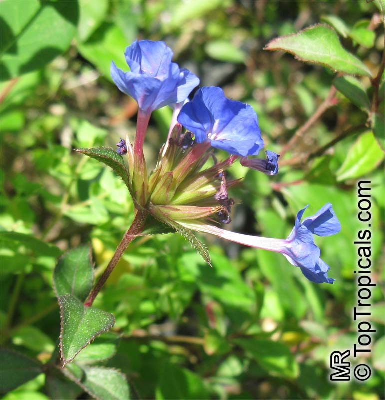 Ceratostigma sp., Blue Leadwood, Dwarf Plumbago, Leadwort. Ceratostigma willmottianum