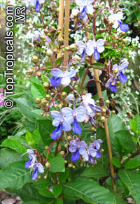 Rotheca myricoides, Clerodendrum ugandense, Butterfly Clerodendrum, Blue Butterfly Bush, Blue Glory Bower, Blue Wings