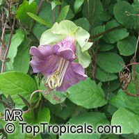 Cobaea scandens, Cathedral Bells, Cup and Saucer Vine

Click to see full-size image