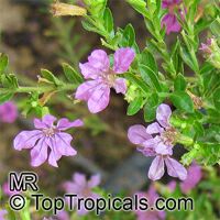 Cuphea hyssopifolia, Mexican False Heather, False Heather, Hawaiian Heather, Elfin Herb

Click to see full-size image