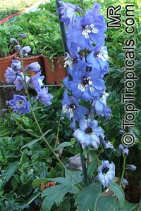 Delphinium sp., Larkspur, Knight's Spur

Click to see full-size image