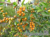 Duranta erecta, Duranta repens, Duranta, Honey Drops, Golden Dewdrop, Pigeon Berry

Click to see full-size image
