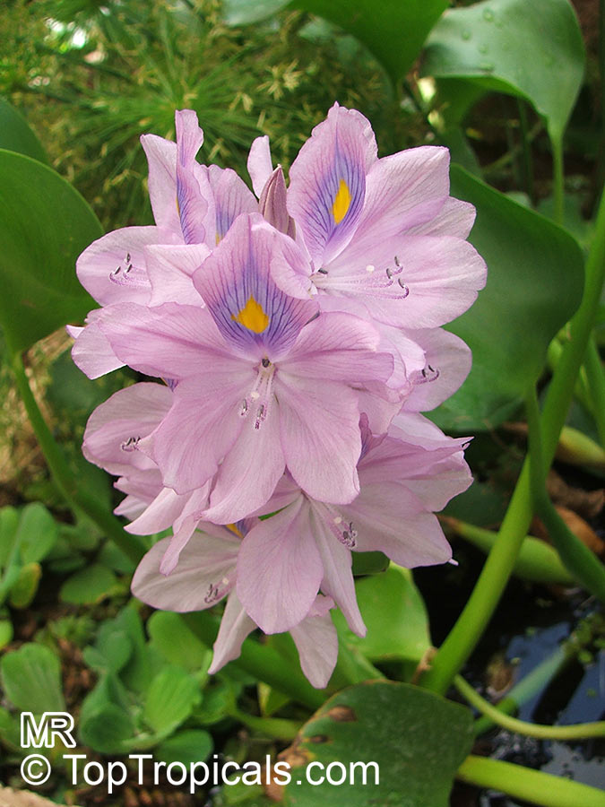 Pontederia crassipes, Eichhornia crassipes, Water Hyacinth