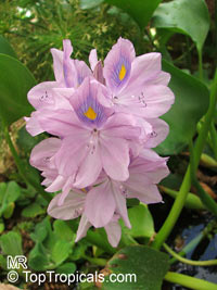 Eichhornia crassipes, Water Hyacinth

Click to see full-size image