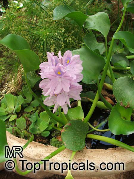 Eichhornia crassipes, Water Hyacinth