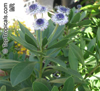 Globularia x indubia, Globe Daisy

Click to see full-size image