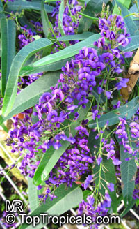 Hardenbergia sp. , Coral Pea

Click to see full-size image