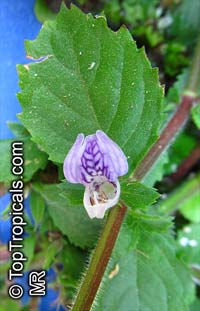 Hygrophila difformis, Water Wisteria

Click to see full-size image