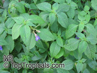 Impatiens namchabarwensis, Blue Diamond Impatiens

Click to see full-size image