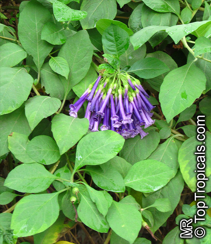 Iochroma cyaneum, Violet Tubeflowers, Mini Angel Trumpet