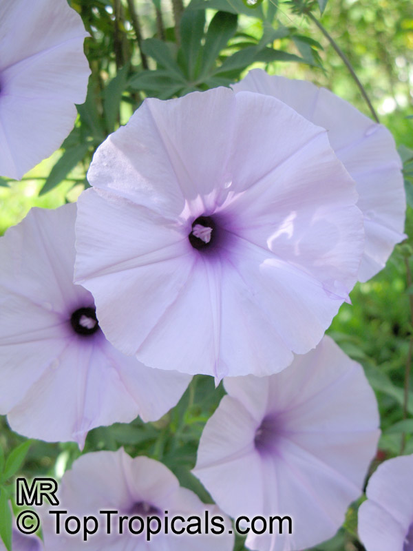 Ipomoea cairica, Cairo Morning glory, Railroad-creeper, Mile-a-minute