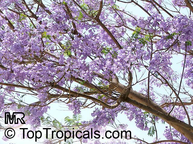 Jacaranda mimosifolia, Jacaranda acutifolia, Jacaranda