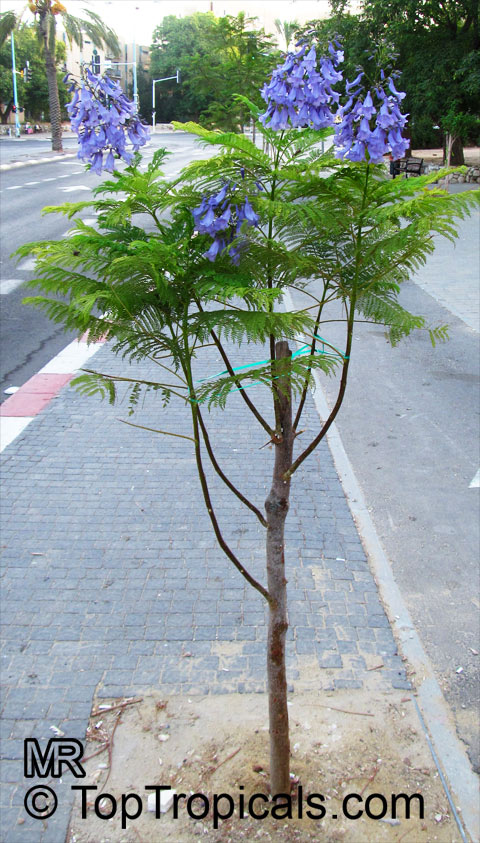 Jacaranda mimosifolia, Jacaranda acutifolia, Jacaranda
