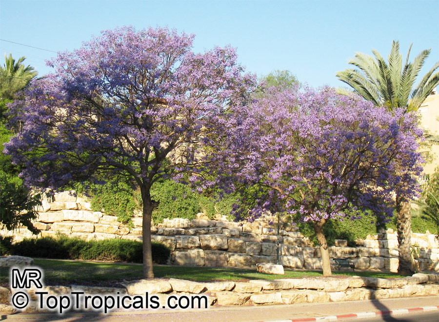 Jacaranda mimosifolia (acutifolia)