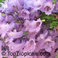 Jacaranda mimosifolia, Jacaranda acutifolia, Jacaranda

Click to see full-size image