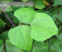 Lablab purpureus, Dolichos lablab, Hyacinth bean

Click to see full-size image