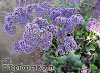 Limonium sp., Sea-lavender, Statice, Marsh-rosemary

Click to see full-size image